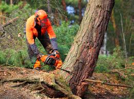 Penryn, CA Tree Services Company