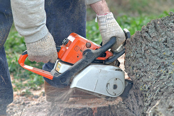 How Our Tree Care Process Works  in  Penryn, CA